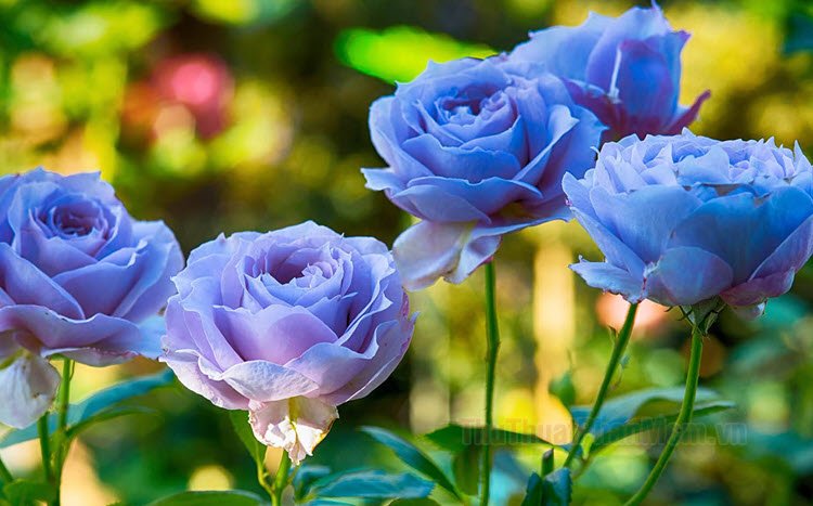 Hình nền hoa hồng đen đầy bí ẩn và cuốn hút, phù hợp với những ai thích sự độc đáo.